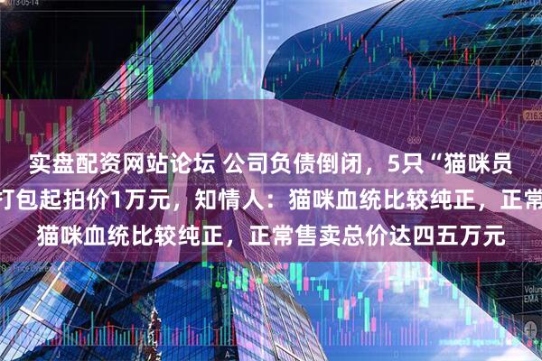 实盘配资网站论坛 公司负债倒闭，5只“猫咪员工”将被法拍还债，打包起拍价1万元，知情人：猫咪血统比较纯正，正常售卖总价达四五万元